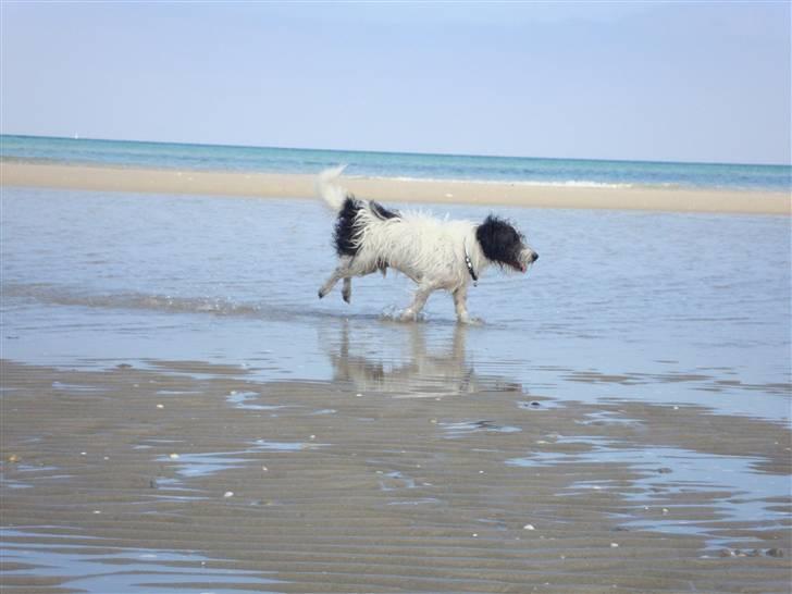 Jack russell terrier luffe billede 6