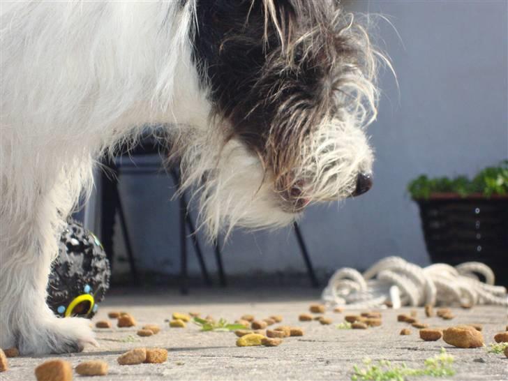 Jack russell terrier luffe billede 7