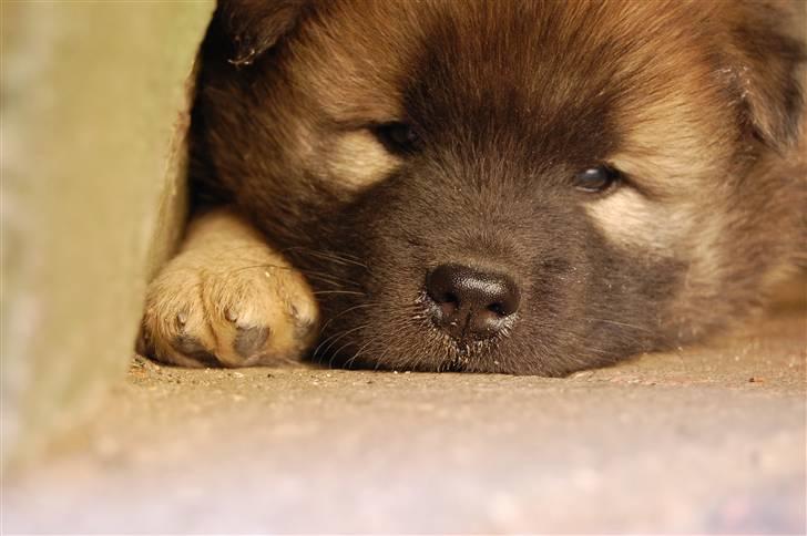 Eurasier Kærlundegårds Uno Jackson - Heej...Velkommen til "My sweet home".. Det var godt at i vækkede mig for det er spisetid.... I MÅ IKKE TAGE ALT MÆLKEN VENNER! billede 1
