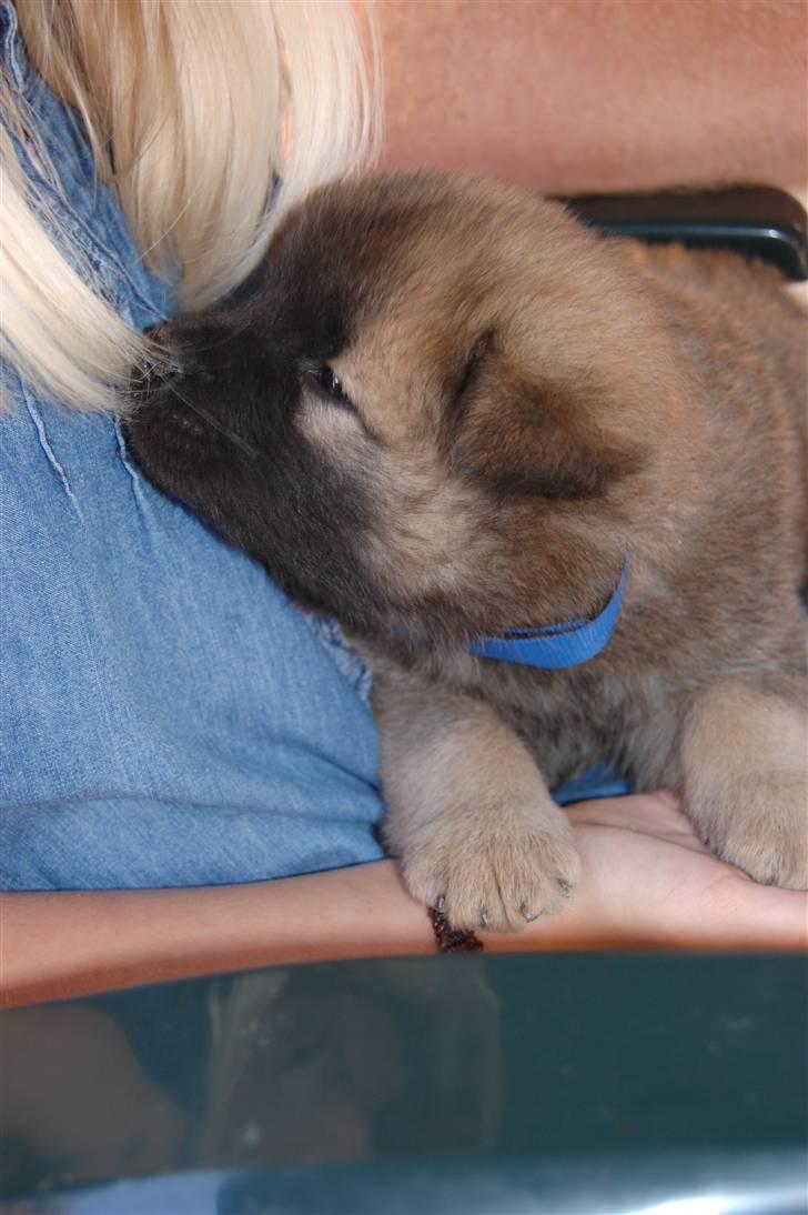 Eurasier Kærlundegårds Uno Jackson - Duu Mia? Jeg vil gerne være din hund... Jeg glæder mig til at komme hjem til jer!!!!!! billede 2