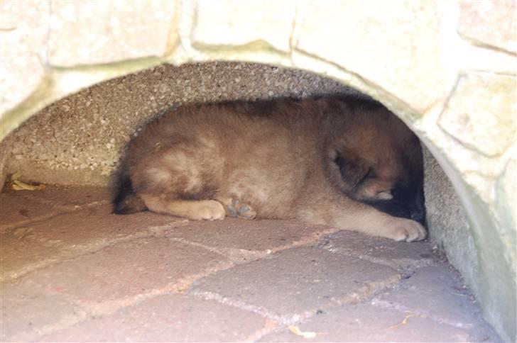 Eurasier Kærlundegårds Uno Jackson - ZzZzZzZzZzZzZzZzZzZzZzZzZz vuf vuf vuf billede 3