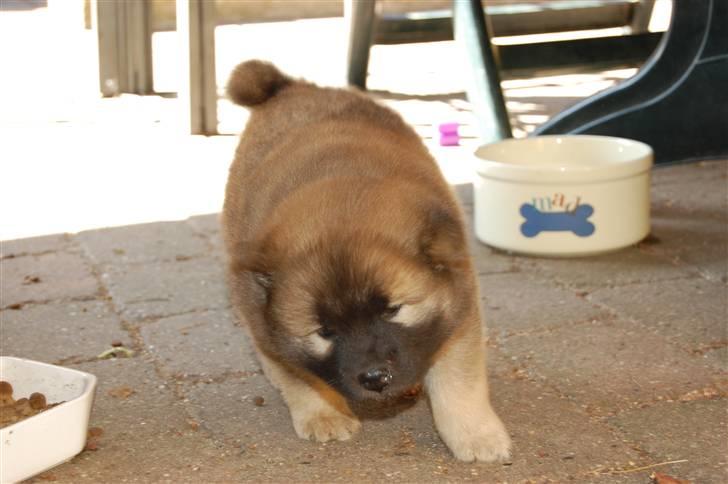 Eurasier Kærlundegårds Uno Jackson - AaAaAaAaAaAaDdDdDdD Vand i næsen... Fy for søren..  Jeg må hellere ryste mig og synge lidt.. Lad mig rive dig rundt som en jojo yEAR det rykker for vildt... billede 4