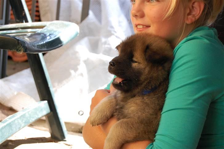 Eurasier Kærlundegårds Uno Jackson billede 5