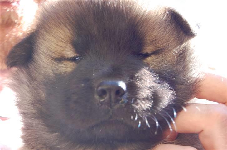 Eurasier Kærlundegårds Uno Jackson - Skal lige øve mig lidt på at få vandet ud af næsen FY FØJ en bussemand AaAdDd billede 6