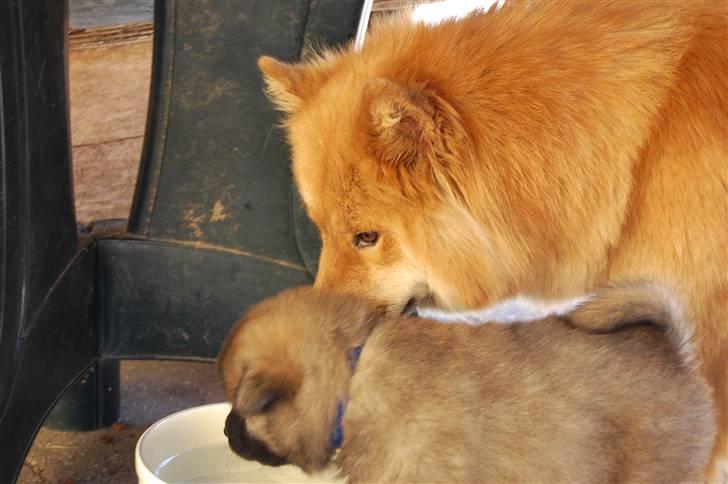 Eurasier Kærlundegårds Uno Jackson - "Fy fy skamme Jackson, Det ved du godt at du ikke må gøre ikke?" Jo mor det ved jeg godt... billede 7