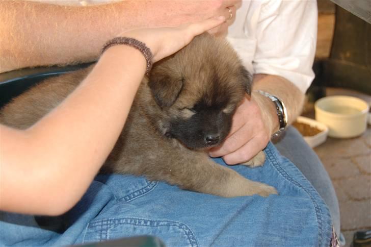 Eurasier Kærlundegårds Uno Jackson - orv! En bille Den skiiiiinder HAHA venner kom lige og se! billede 8