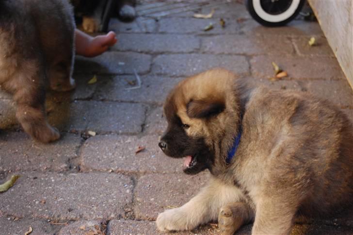 Eurasier Kærlundegårds Uno Jackson - Der er noget der klør!!! billede 9