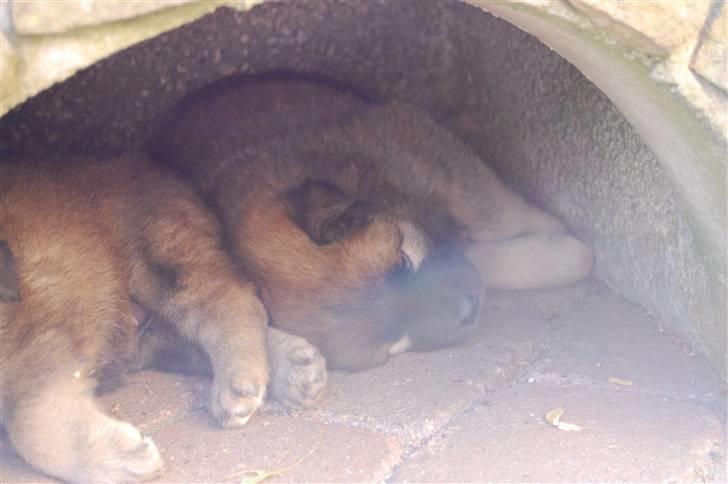 Eurasier Kærlundegårds Uno Jackson - ZzZzZz under grillen billede 10