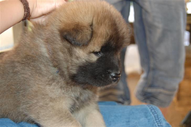 Eurasier Kærlundegårds Uno Jackson - Uhh Tør jeg nu godt at hoppe ned?. Er du sikker på at det ikke er farligt?... Nej bær mig lige ikke? billede 11