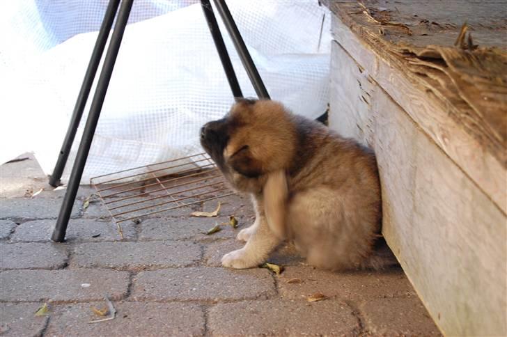 Eurasier Kærlundegårds Uno Jackson - uuuhh lige der bag ørerne vuf vuf vuf vuf vuf vuf vuf vuf billede 12