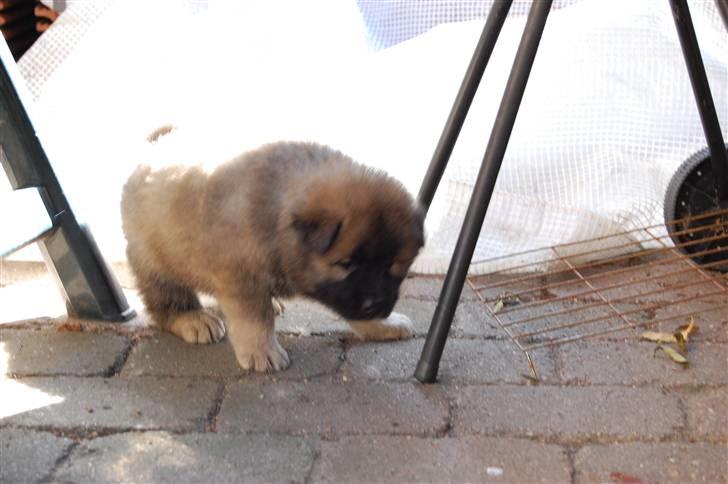 Eurasier Kærlundegårds Uno Jackson - Anita? Hvornår  skal vi have grilmad igen? billede 13
