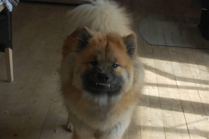 Eurasier Kærlundegårds Uno Jackson - Smil til fotografen! billede 14
