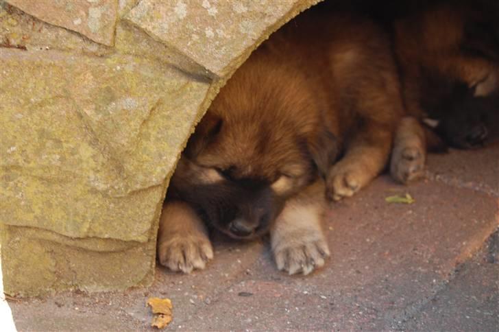 Eurasier Kærlundegårds Uno Jackson - Kommero g underholder med min charme lige om lidt....... ZzZzZzZzZ...... billede 15