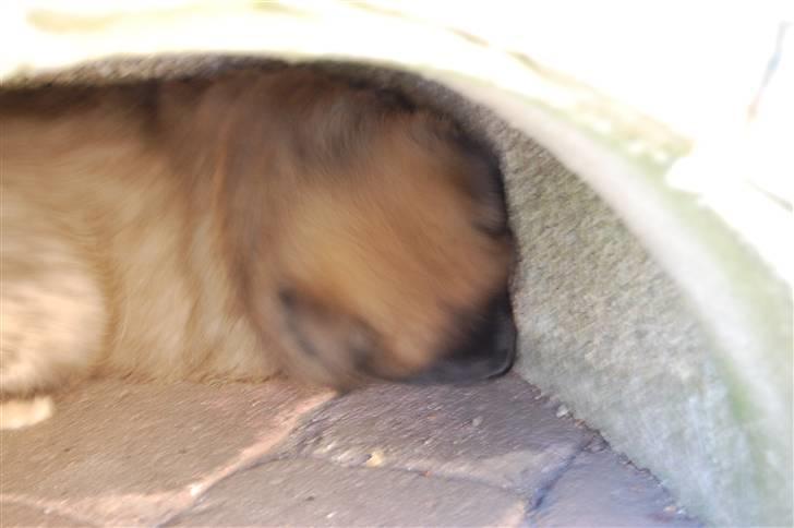 Eurasier Kærlundegårds Uno Jackson - Kan den ikkee blive lidt større eller hvad? billede 16