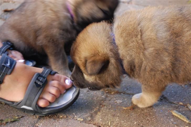 Eurasier Kærlundegårds Uno Jackson - Hov hvem der? Mon en indbrudstyv? billede 17
