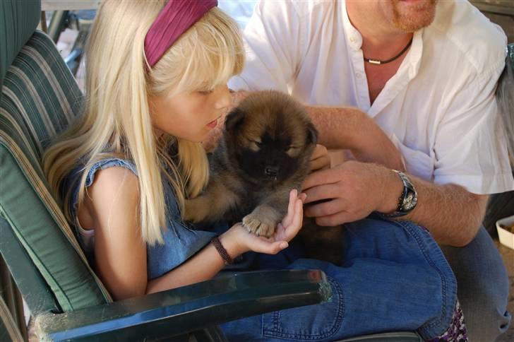 Eurasier Kærlundegårds Uno Jackson - Når... puuuuuuuuuuuuuuuuuuha en varme! billede 18