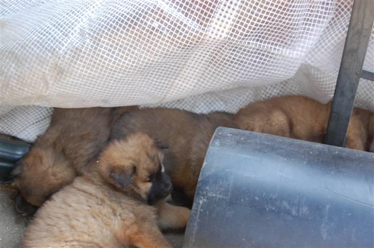 Eurasier Kærlundegårds Uno Jackson - Sover lige lidt hos søskende billede 19