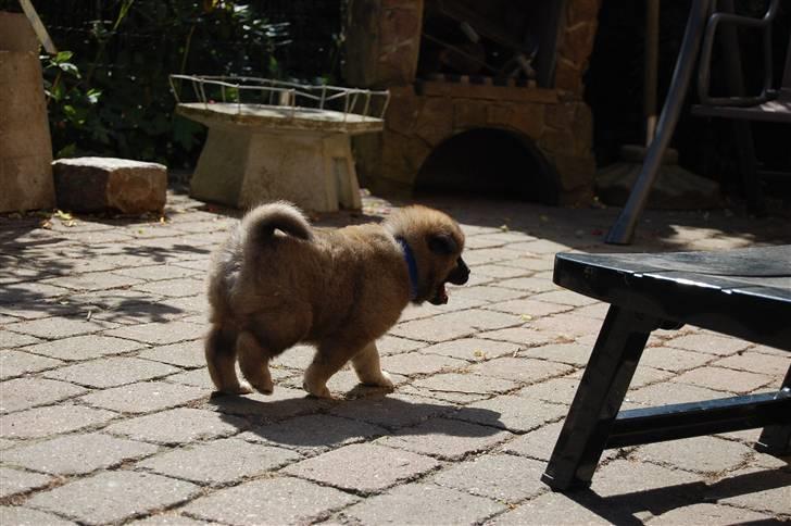 Eurasier Kærlundegårds Uno Jackson - I´M GOING HOME!!!!!!!!!!!!!!!!!!!!!!!!!!!!!!!!!!!!!!!!!!!!!!!!!!!!!!!!!!!!!!!!!!!!!!!!!!!!!!!!!!!!!!!!!!!!!!!!!!!!!!!!!!!!!!!!!!!!!!!!!!!!!!!!!!!!!!!!!!!!!!!!!!!!!!!!!!!!!!!!!!!!!!!!!!!!!!!!!!!!!!!!!!!!!!!!!!!!!!!!!!!!!!!!!!!!!!!!!!!!!!!!!!!!!!!!!!!! billede 20