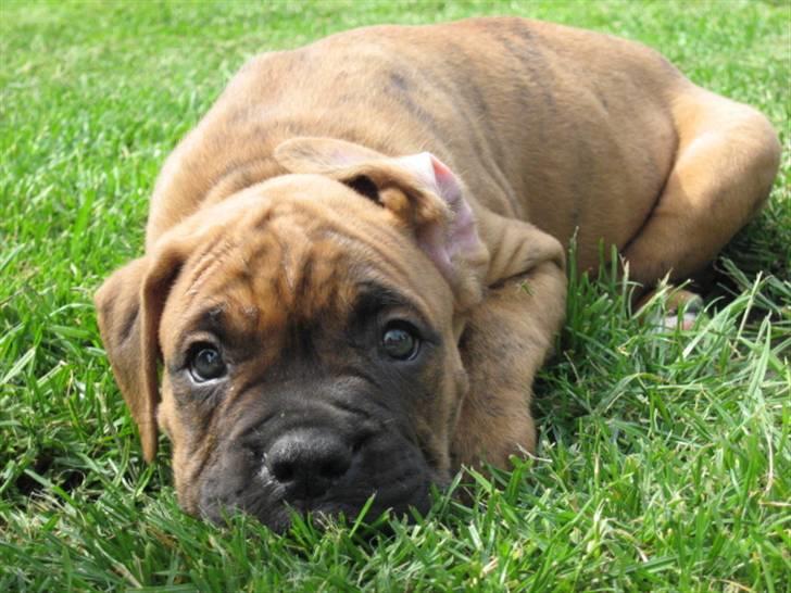 Boxer Bumle billede 1