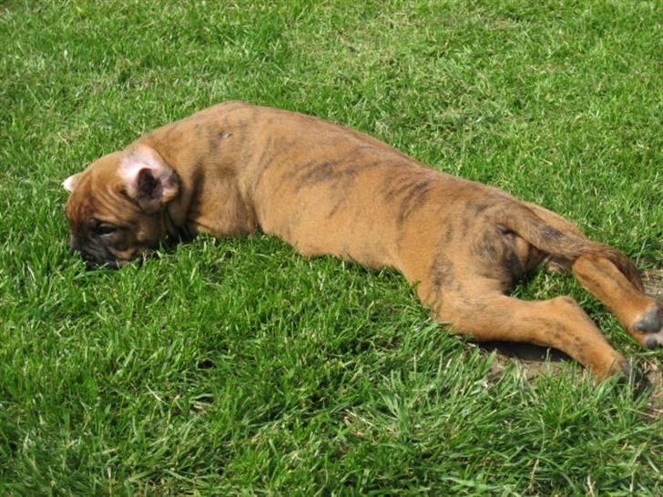 Boxer Bumle billede 2