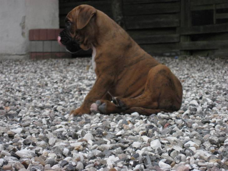 Boxer Bumle billede 3
