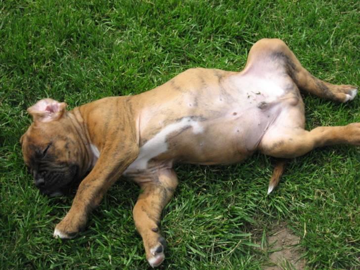 Boxer Bumle billede 4