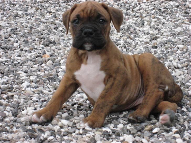 Boxer Bumle billede 5