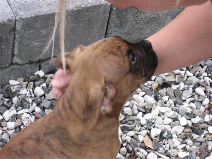 Boxer Bumle billede 6