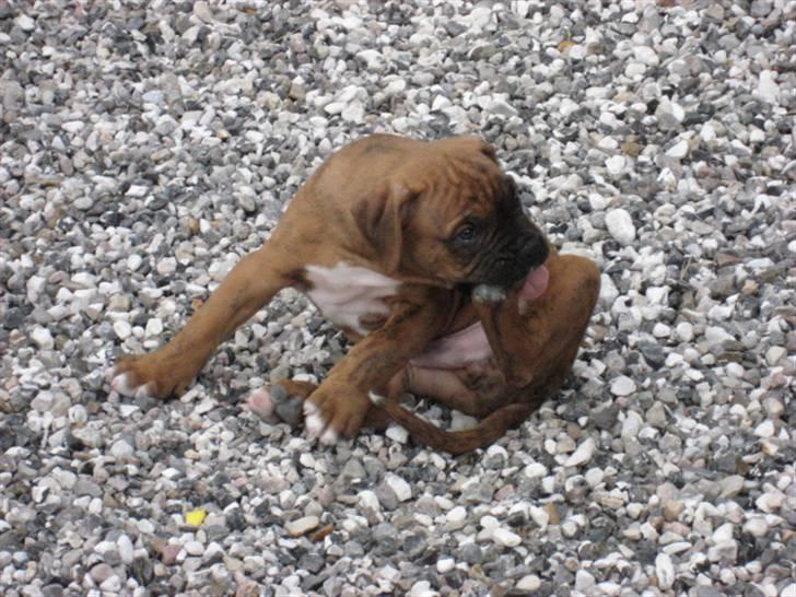Boxer Bumle billede 7