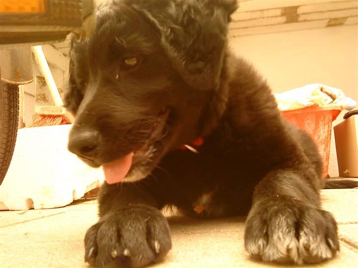 Flat coated retriever Sif billede 1