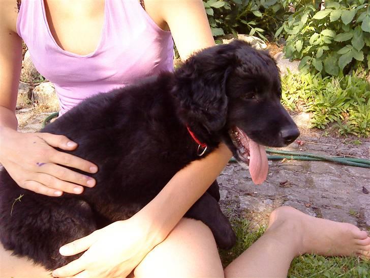 Flat coated retriever Sif billede 2