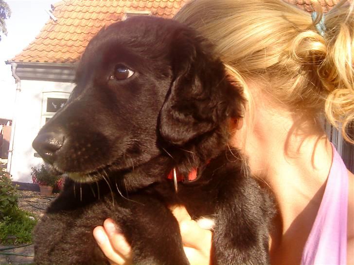 Flat coated retriever Sif billede 3