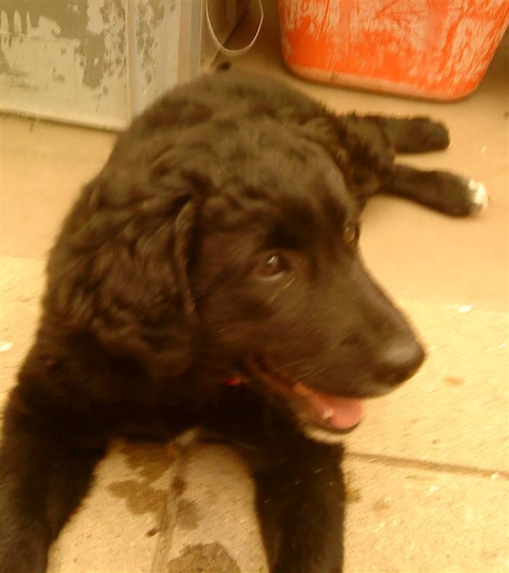 Flat coated retriever Sif billede 4