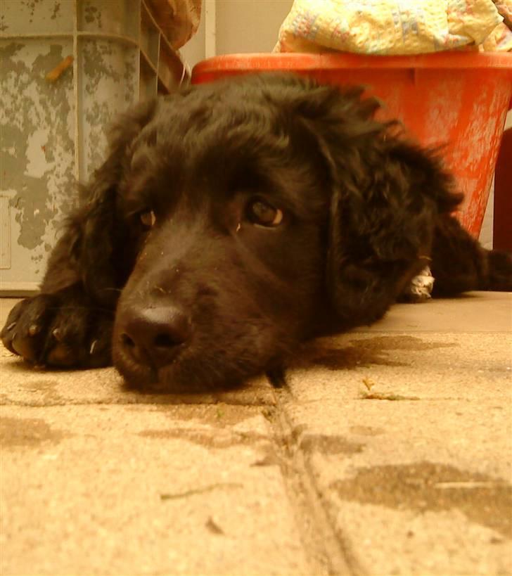 Flat coated retriever Sif billede 5
