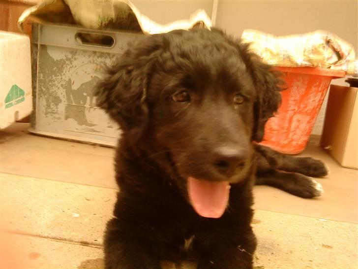Flat coated retriever Sif billede 6