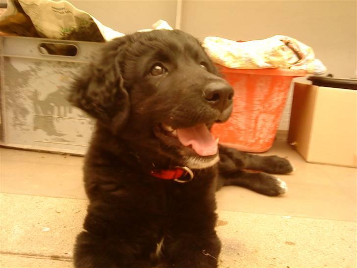 Flat coated retriever Sif billede 7