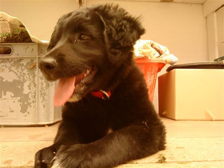 Flat coated retriever Sif billede 8