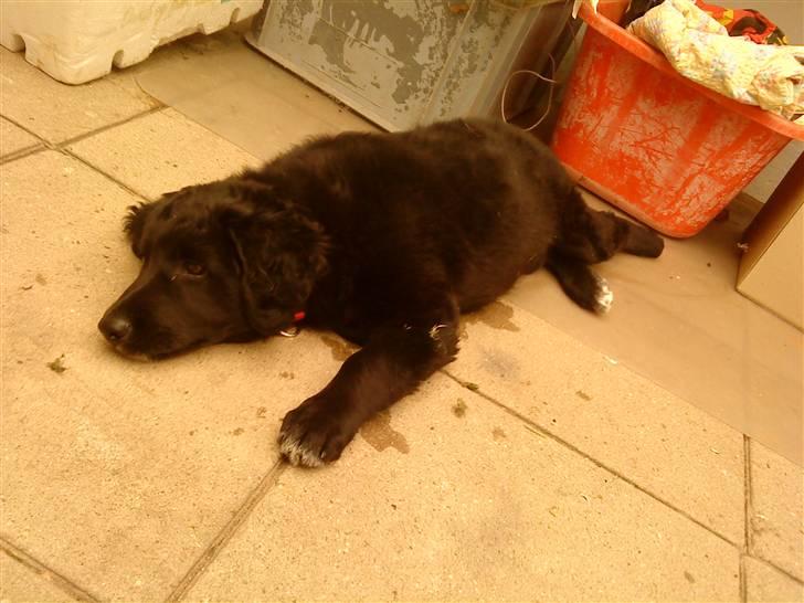 Flat coated retriever Sif billede 9