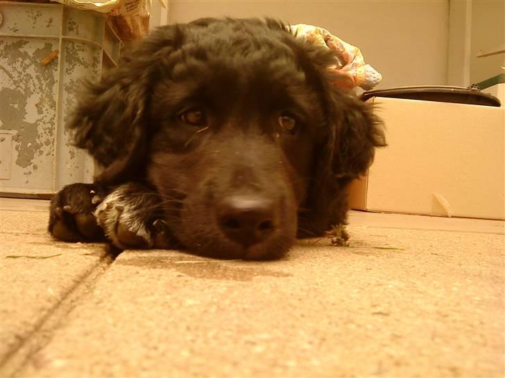 Flat coated retriever Sif billede 10