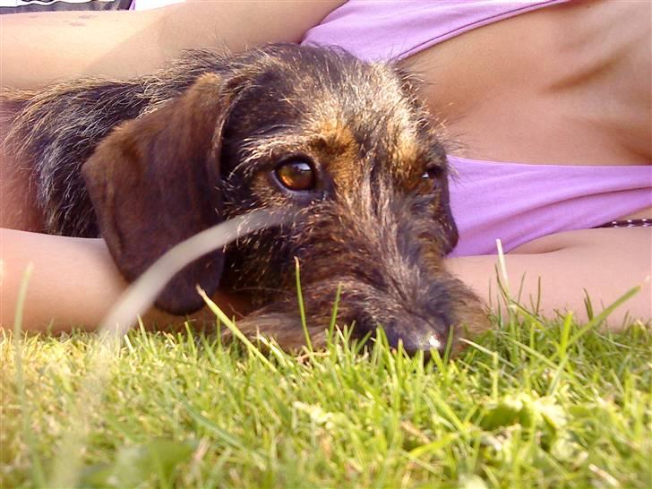 Gravhund Ofelia <3 billede 12