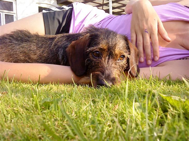 Gravhund Ofelia <3 billede 13