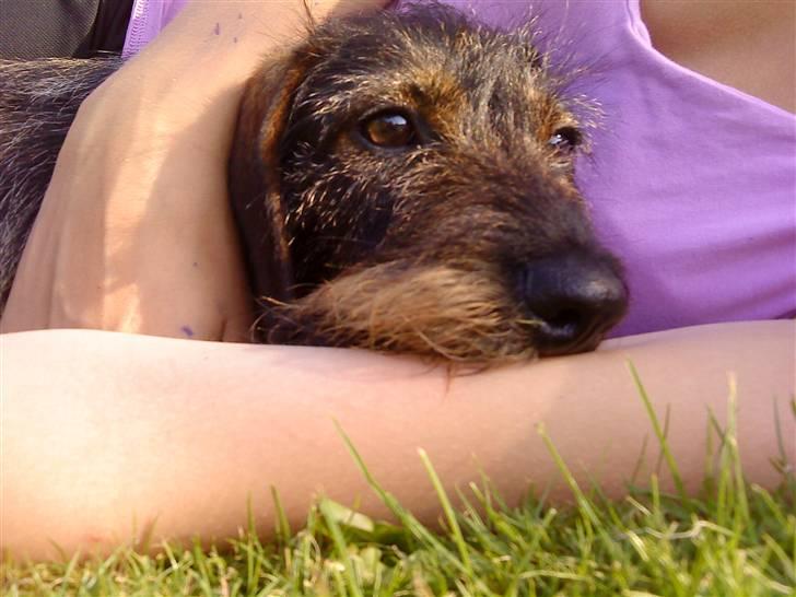 Gravhund Ofelia <3 billede 14