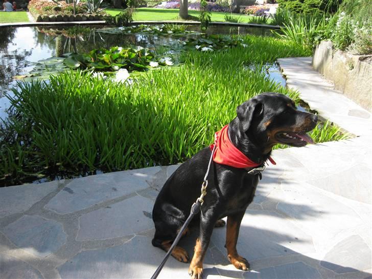 Rottweiler Trunte - Trunte nyder en sommerdag i Jesperhus Blomsterpark:-) billede 1