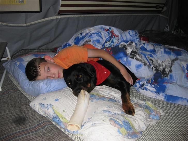 Rottweiler Trunte - Trunte hygger med Jeppe og fyldt okseben:-) billede 3