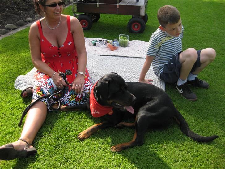 Rottweiler Trunte - Varm sommerdag på plænen billede 4