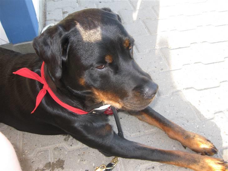 Rottweiler Trunte - Trunte nyder bare livet:-) billede 5