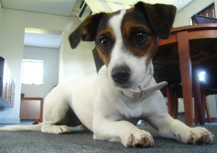 Jack russell terrier Chili billede 14