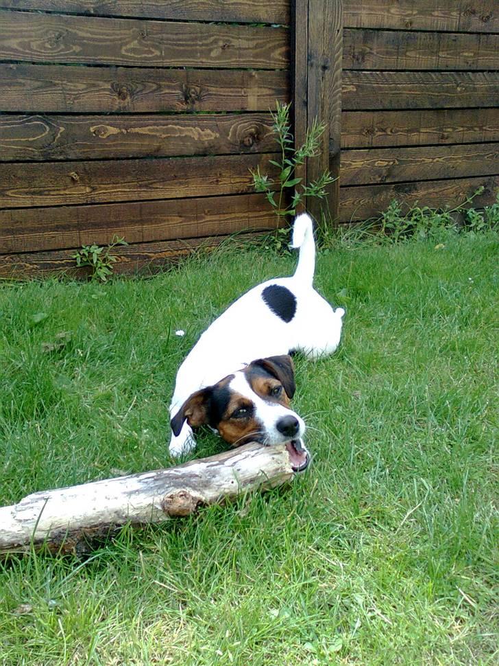 Jack russell terrier Chili billede 15