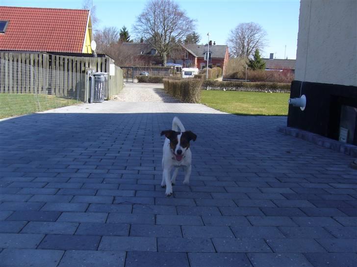 Jack russell terrier Chili billede 16