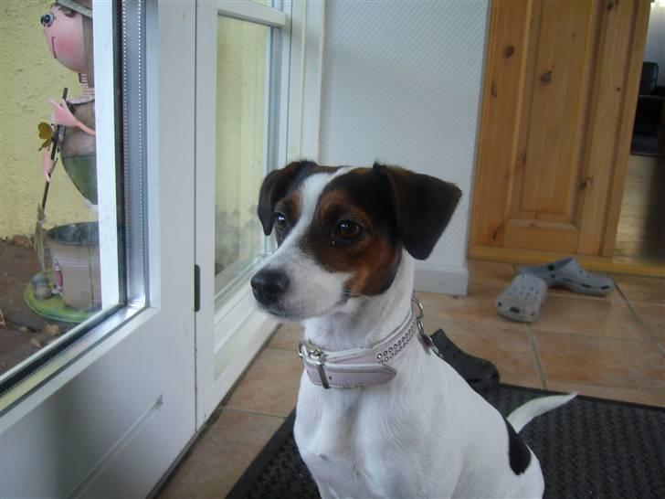 Jack russell terrier Chili billede 17